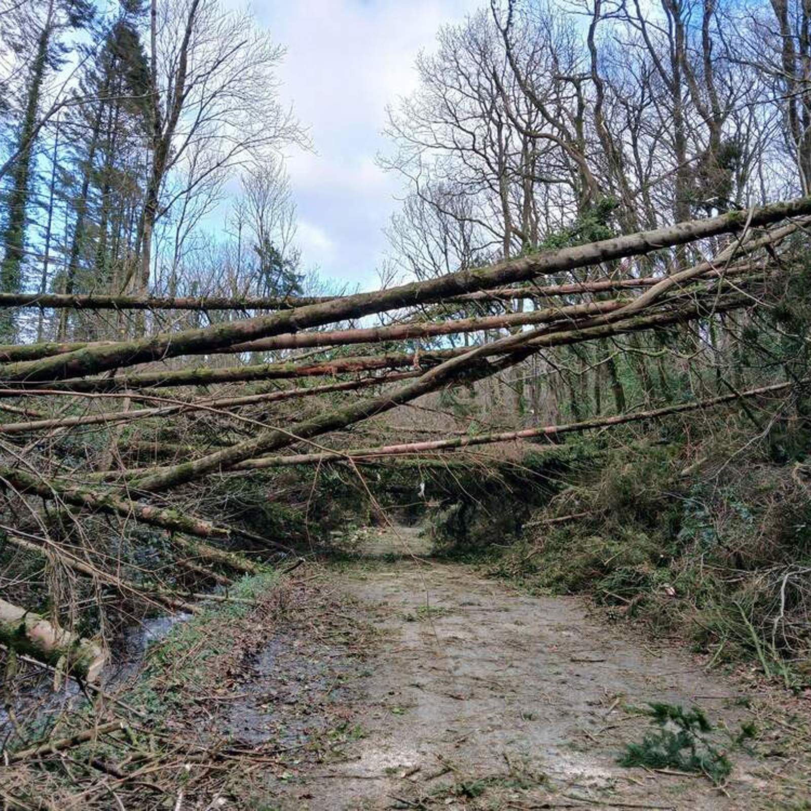 storm-darragh-trees-down.jpg