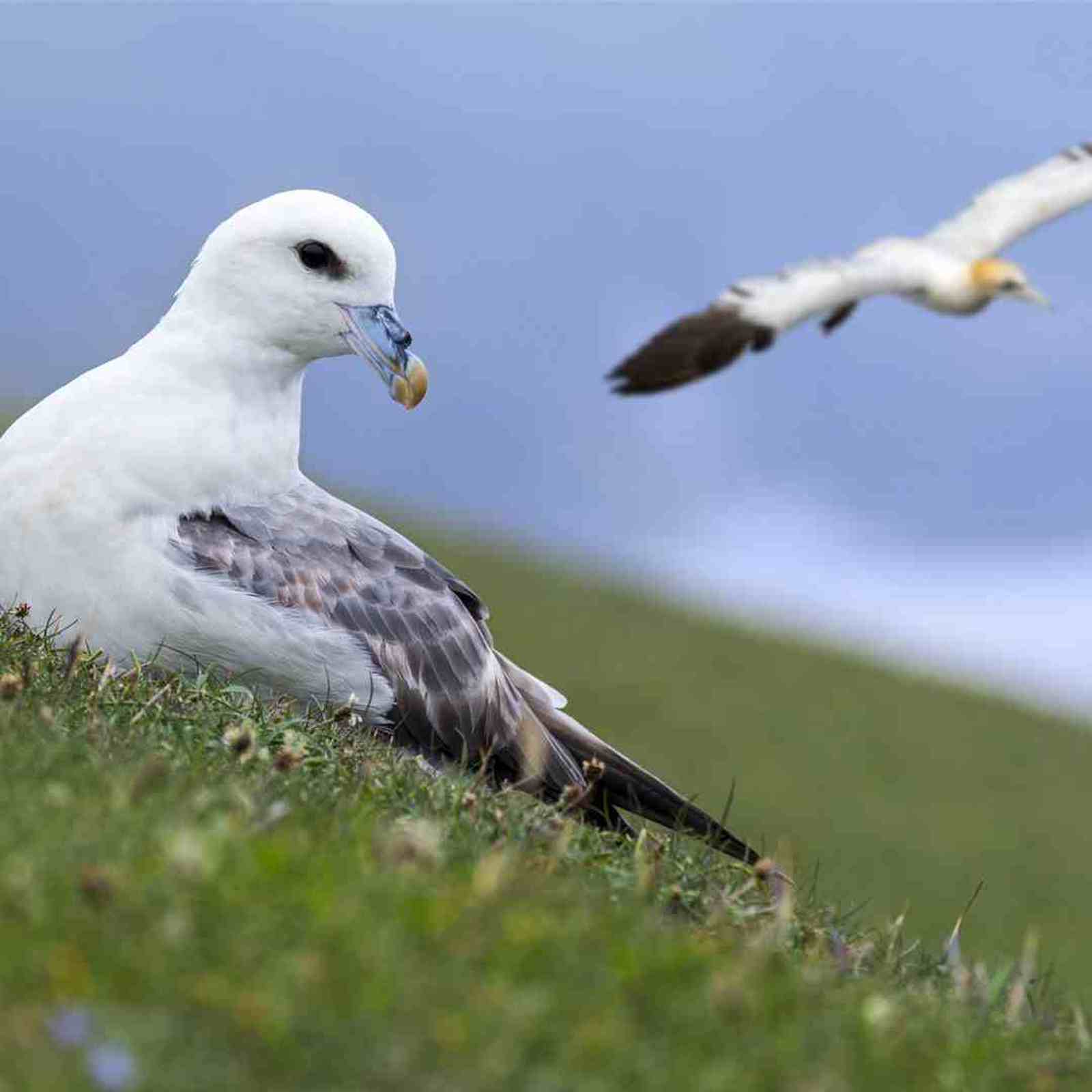Seabirds