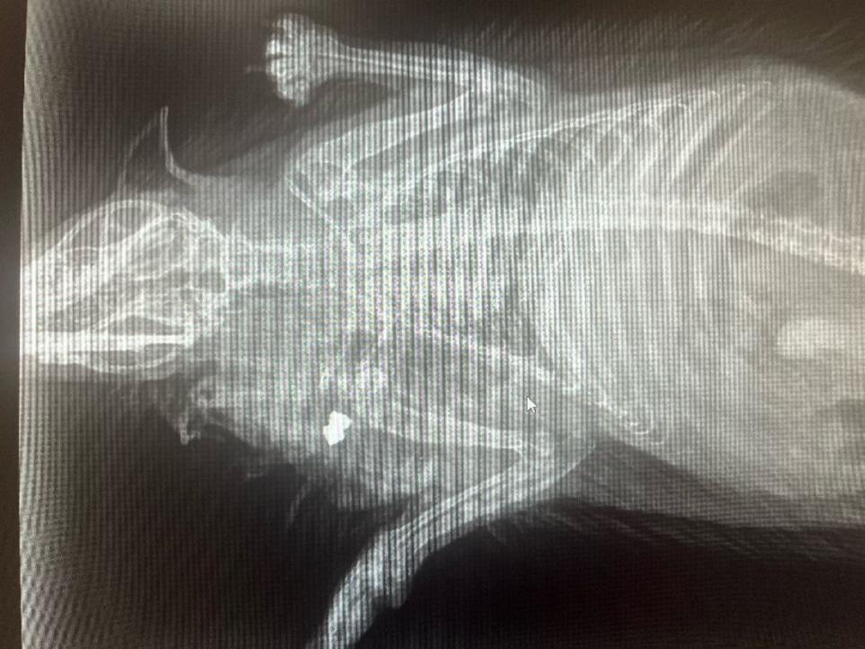 Hedgehog shot by air pellet in Haverfordwest points to 'animal welfare crisis' says RSPCA