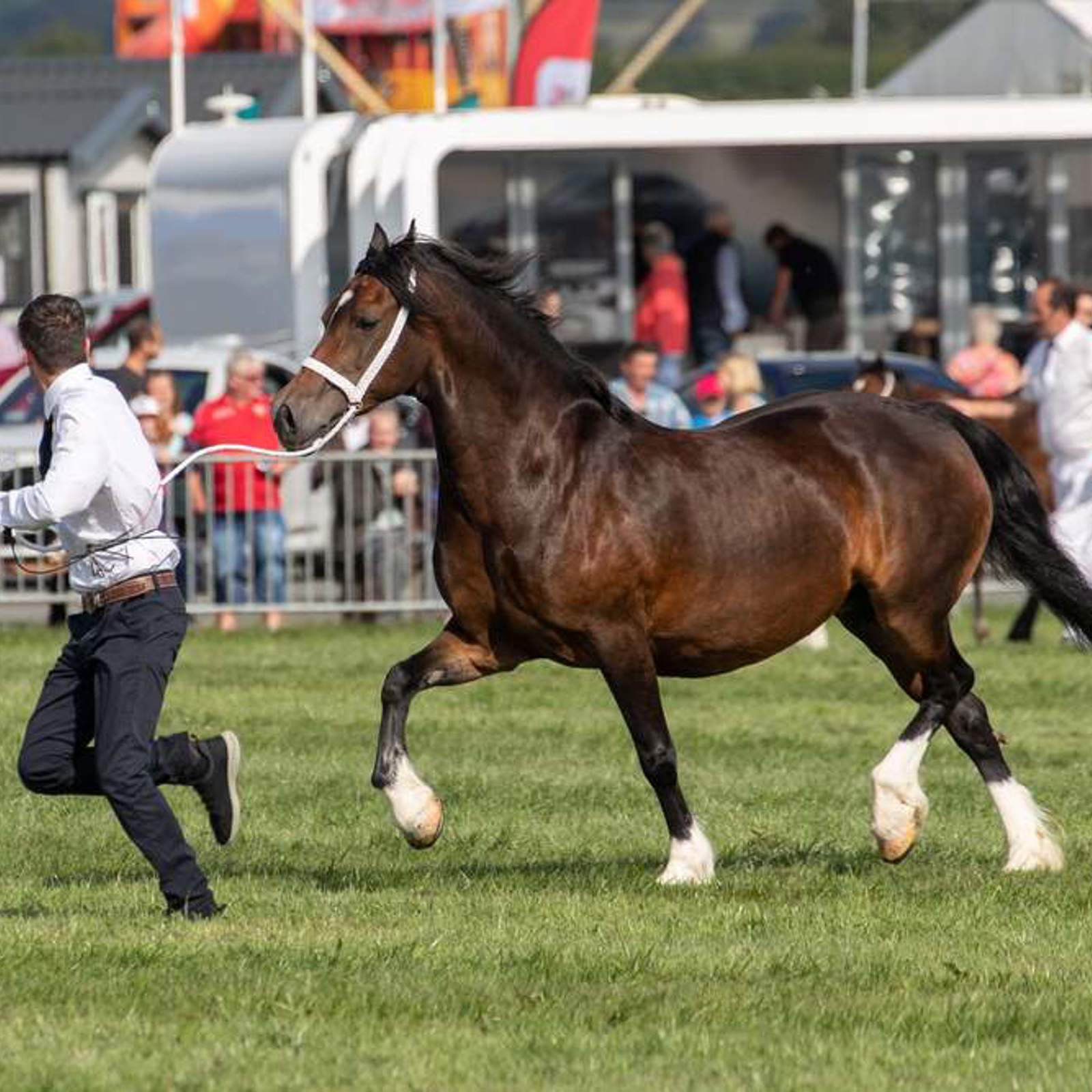 equine-competition.jpg
