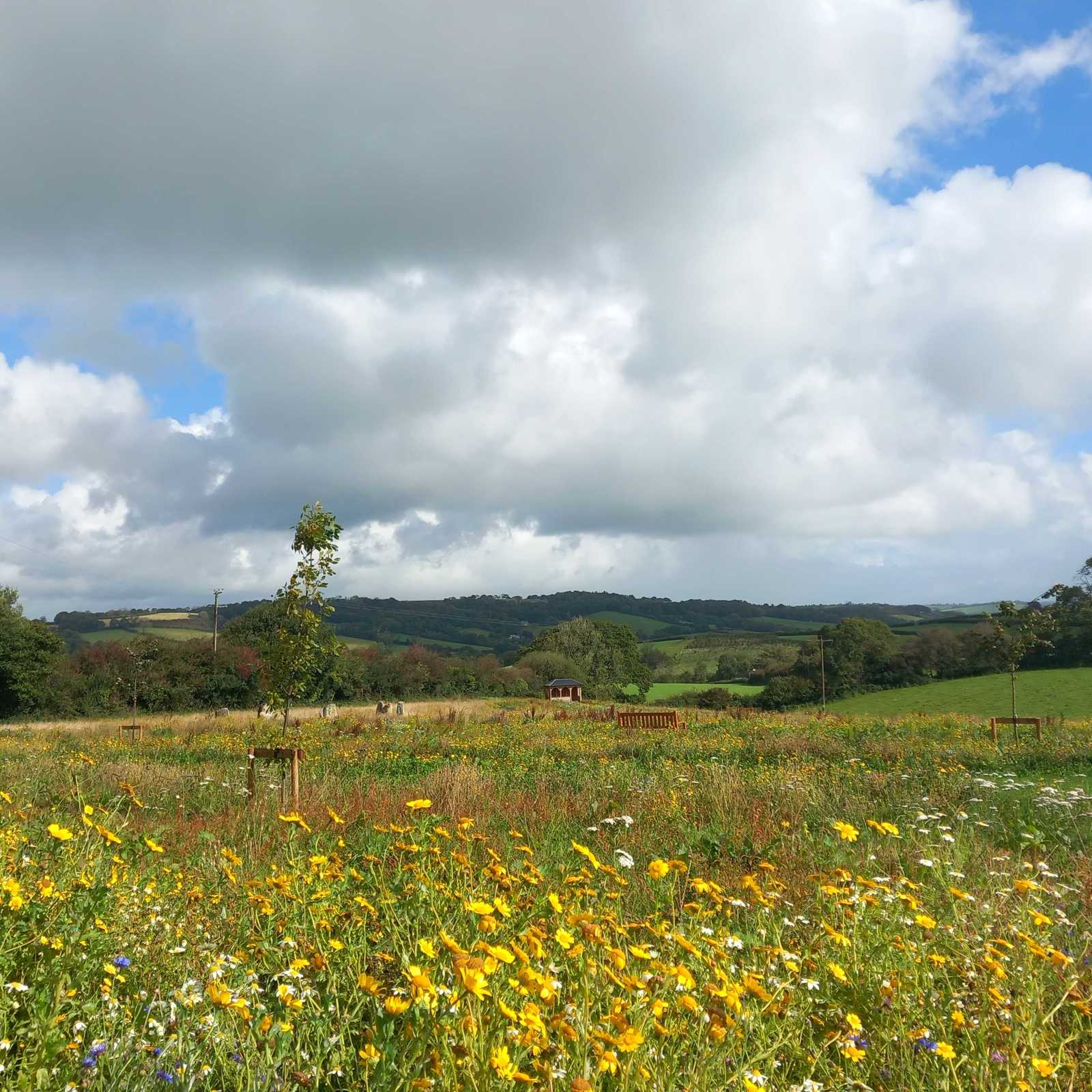 Meadow 2