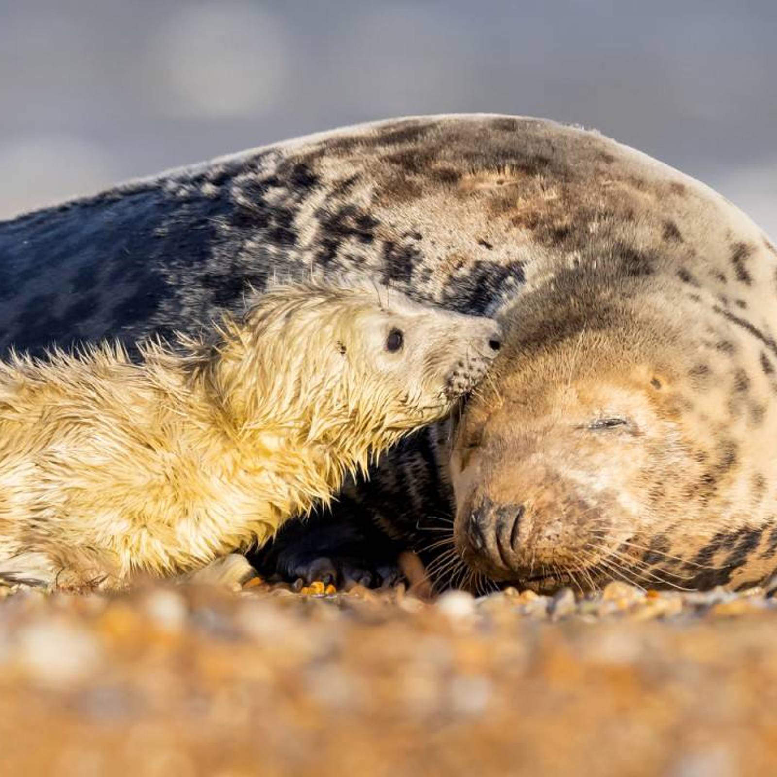 Seal
