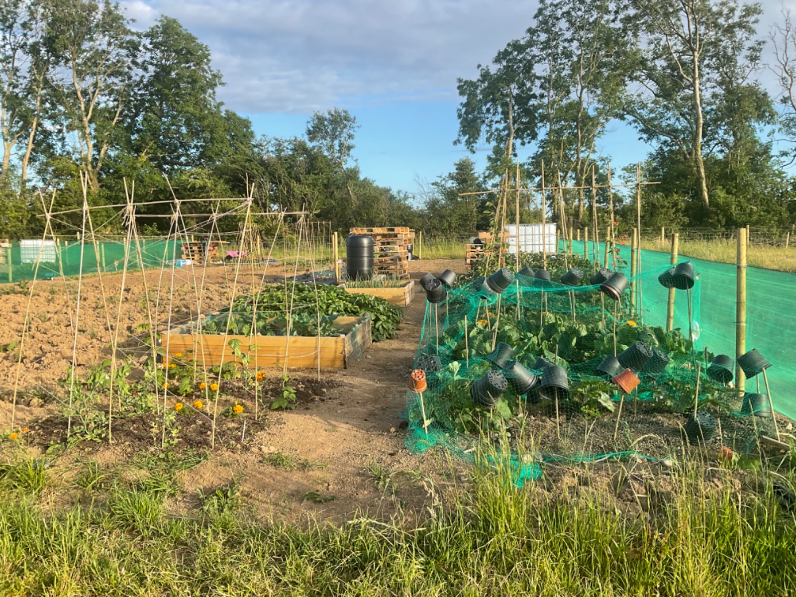 Pembrokeshire Agricultural Society make land available for community garden group to grow fruit and vegetables