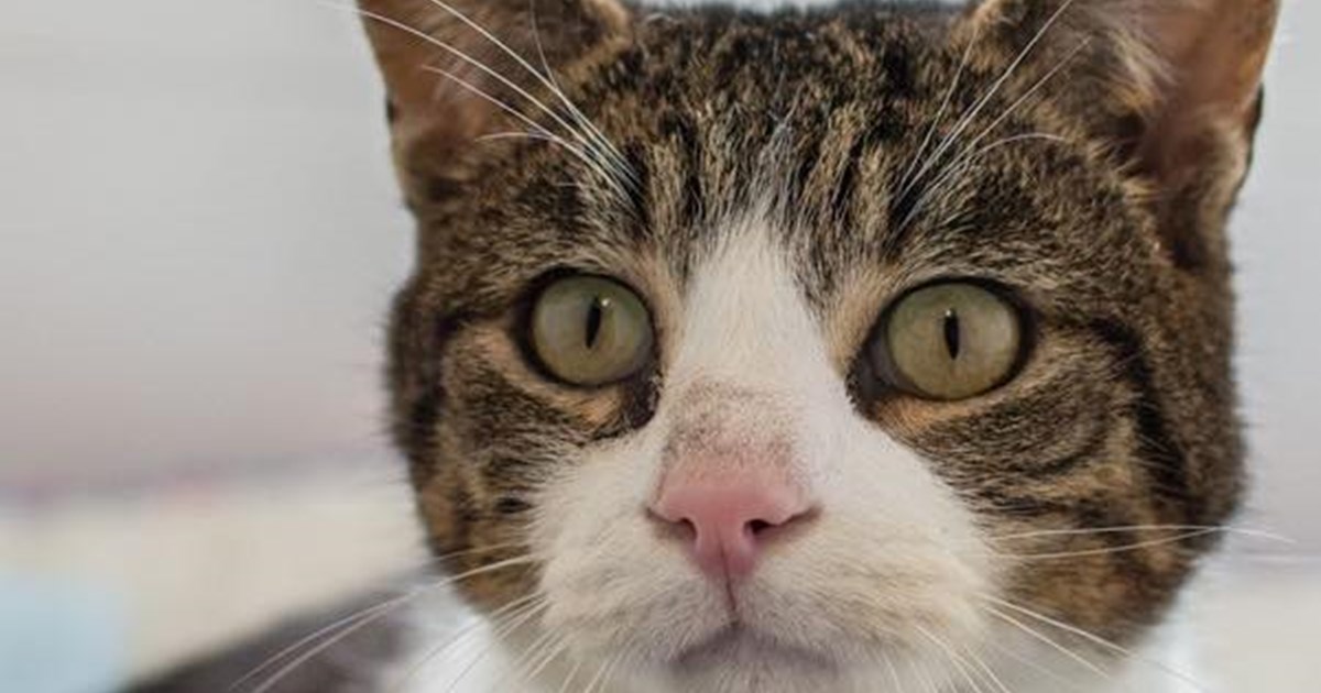 Pet Finder | Pure West Radio Pet Finder | Pure West Radio