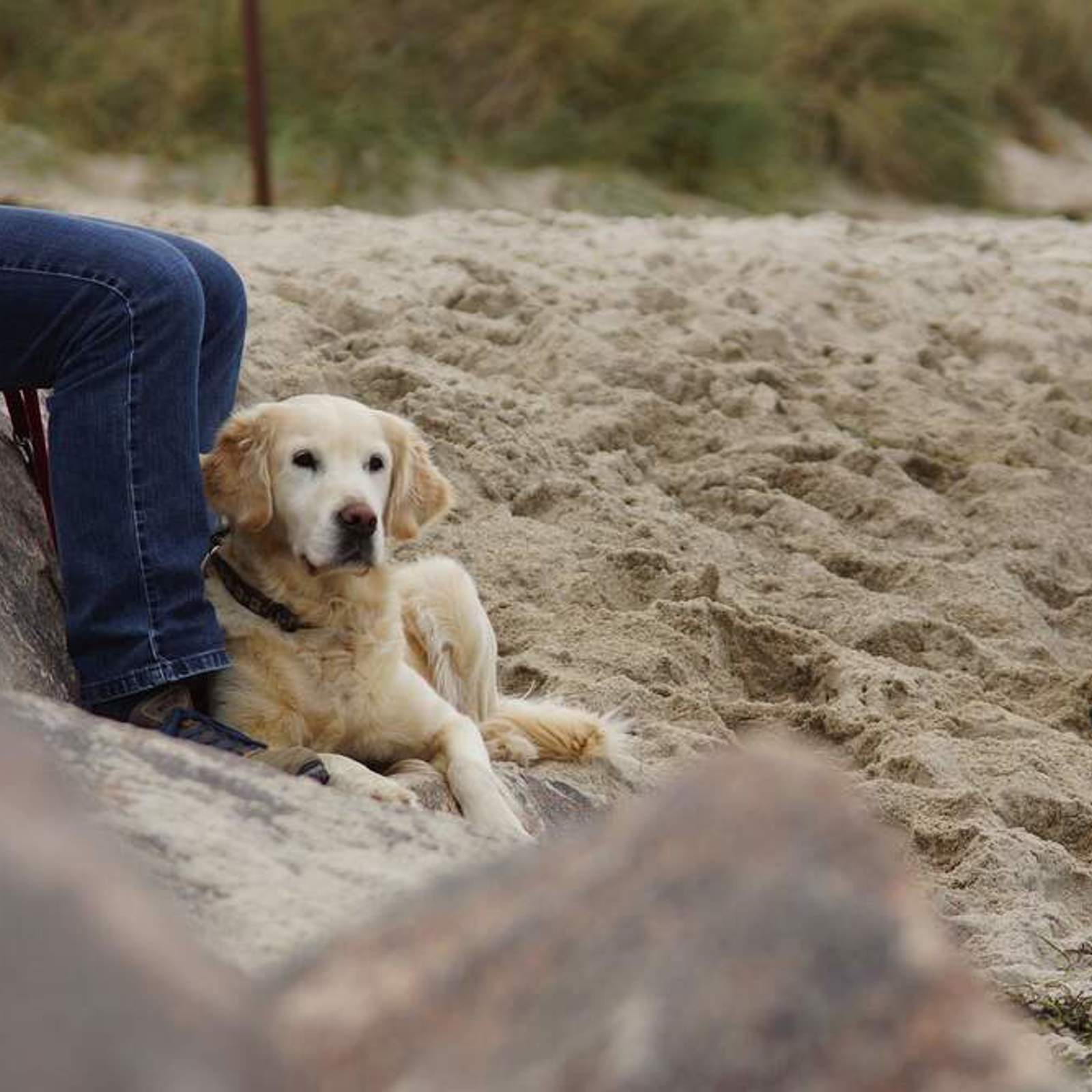 dog-1751653_1280.jpg