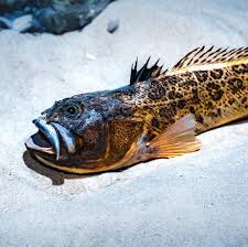 Warning of venomous weever fish across Pembrokeshire beaches