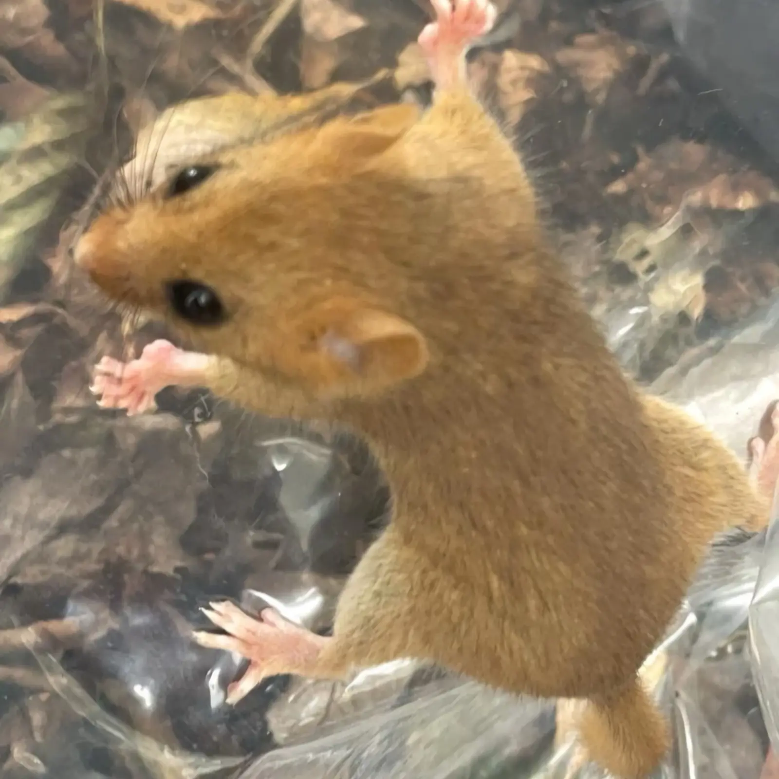 Female Dormouse Found In Nest Box Near Tunnel 3 15.10.25