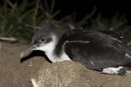 Coastal walkers urged to stay vigilant for grounded seabirds 