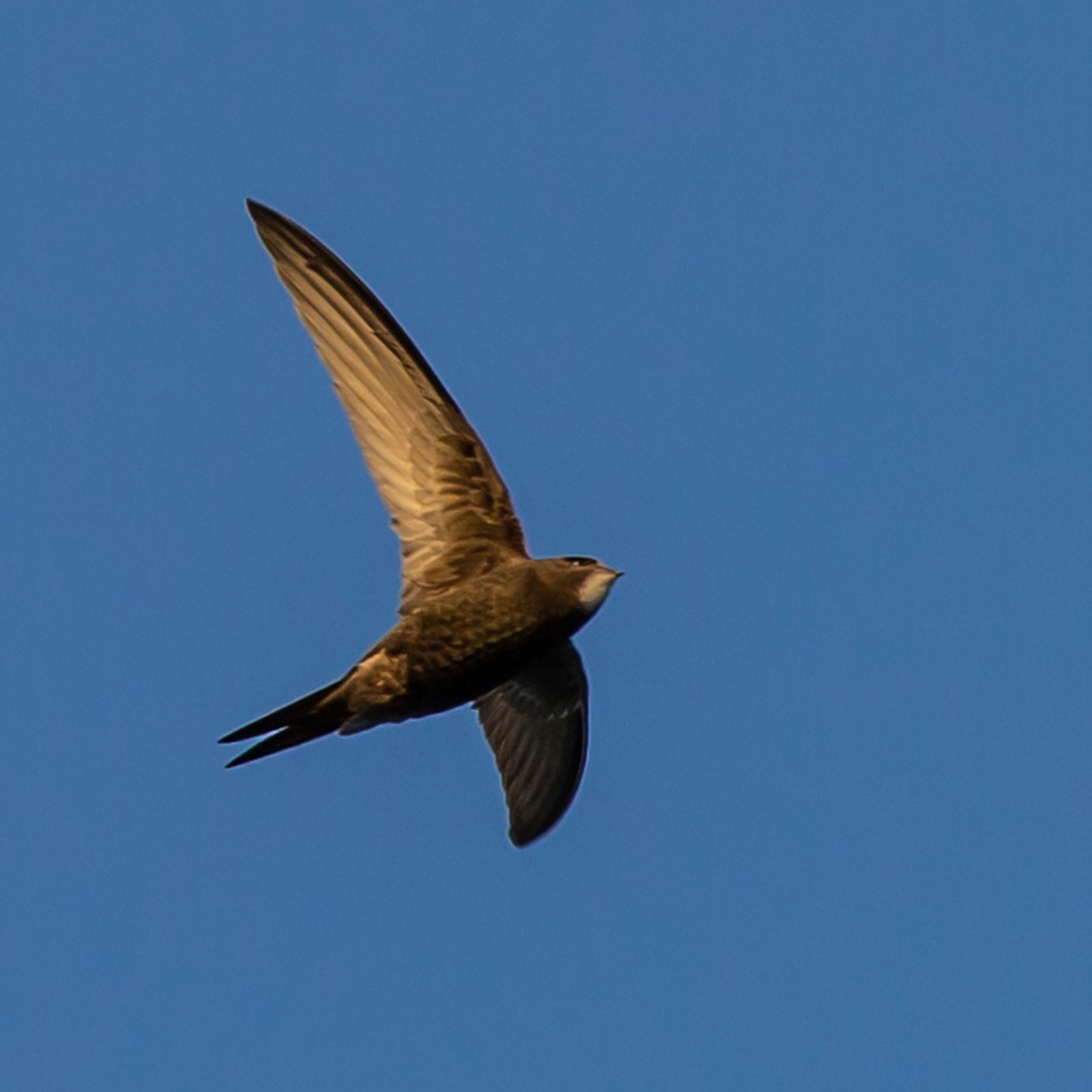 swift-in-flight-2.jpg