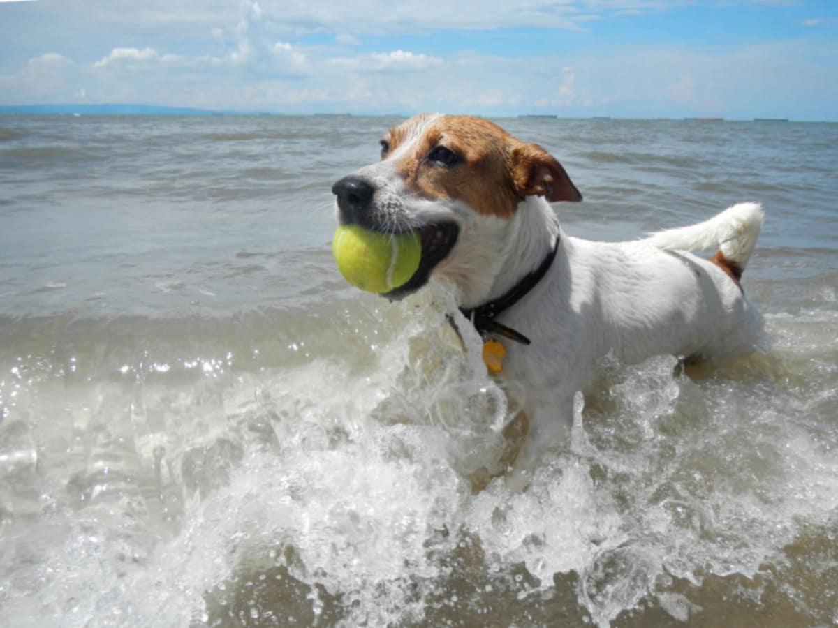 Dog restrictions in place on some Pembrokeshire beaches