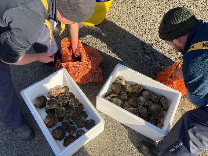 oysters-1.jpg