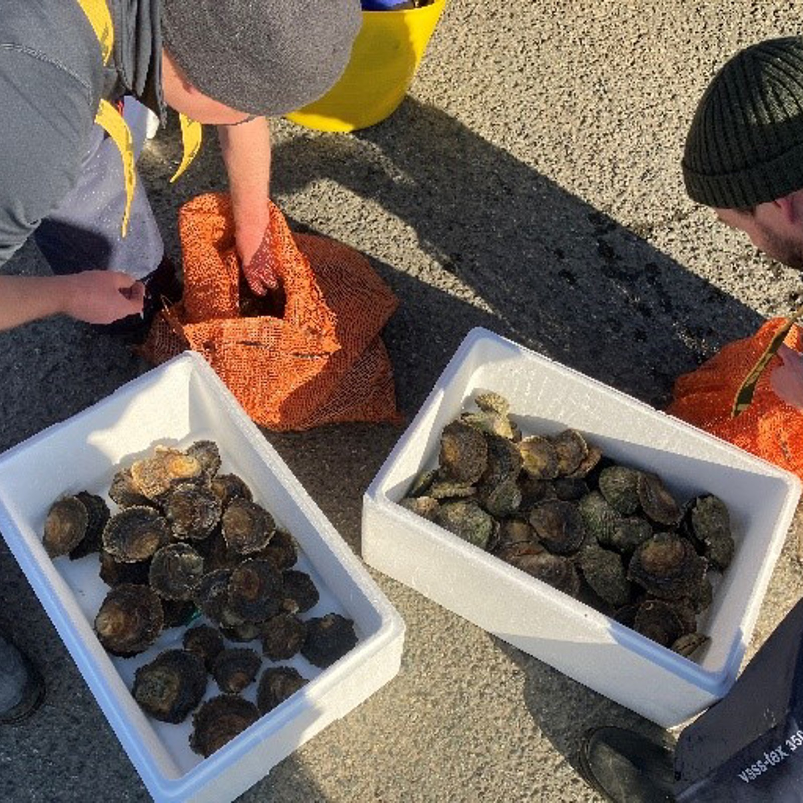oysters-1.jpg