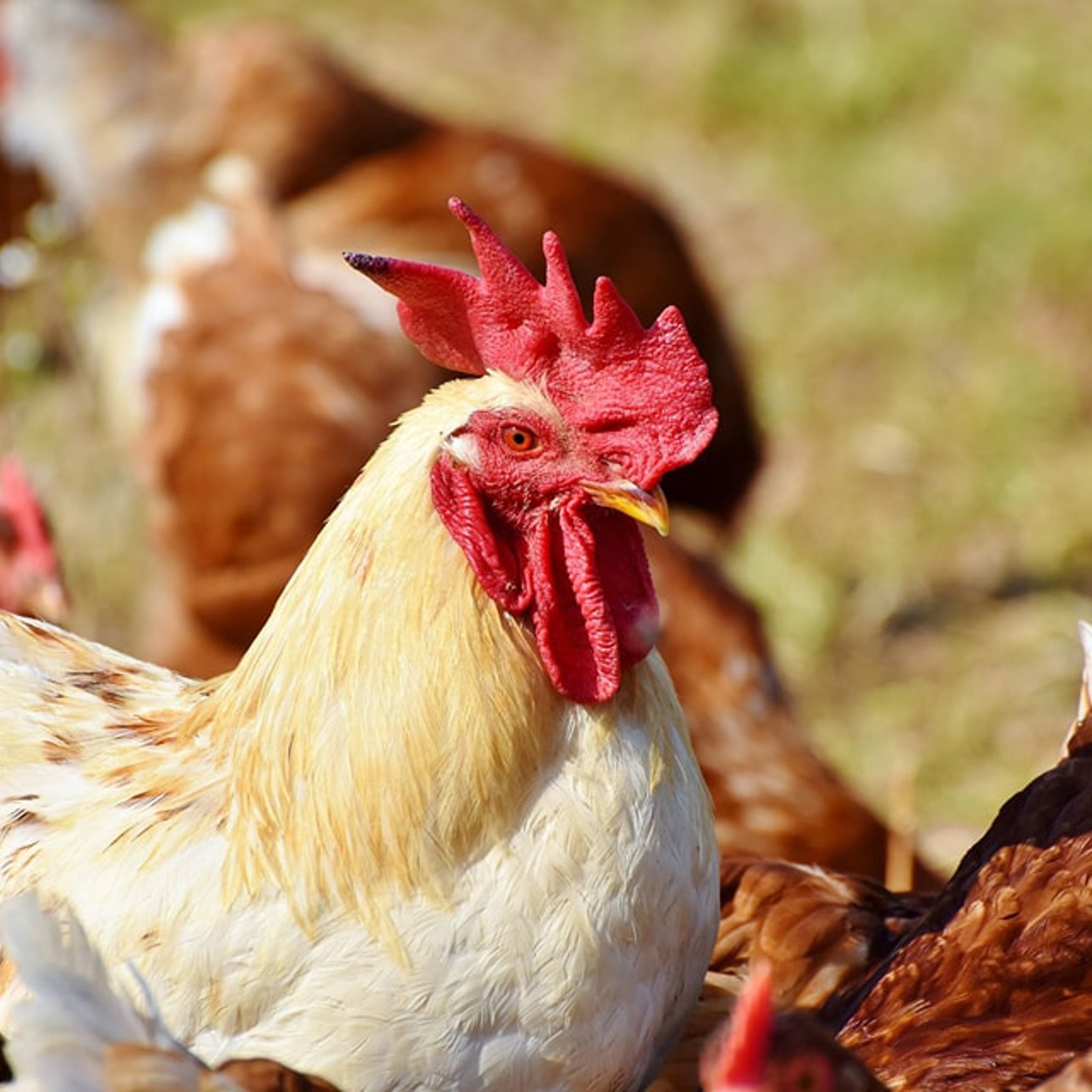 chicken.jpg