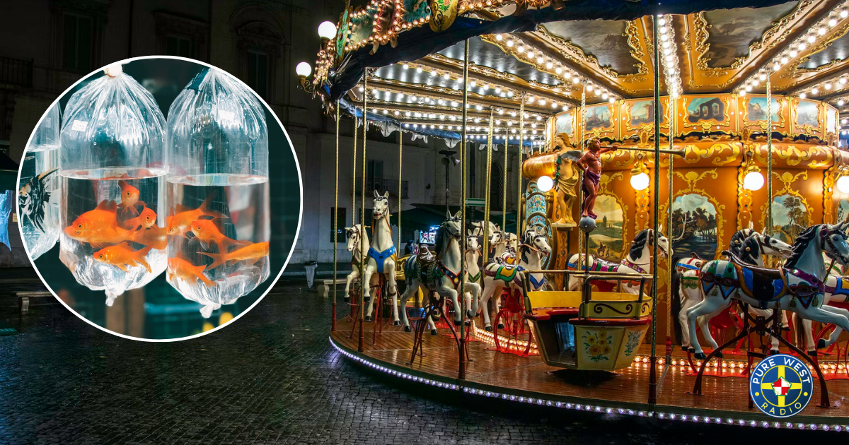 All councils in Wales ban pets as prizes at funfairs and events