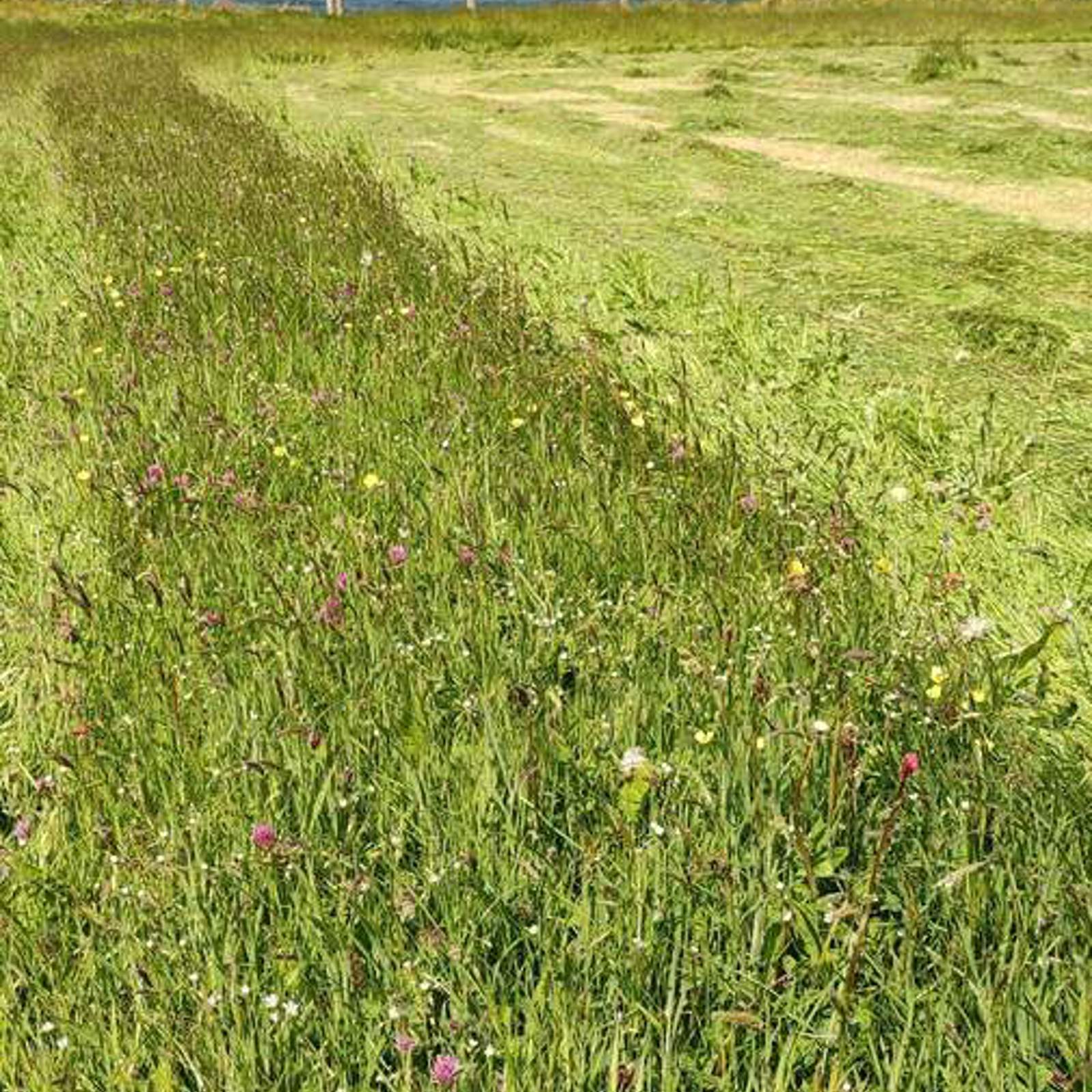 fieldmargin.jpg