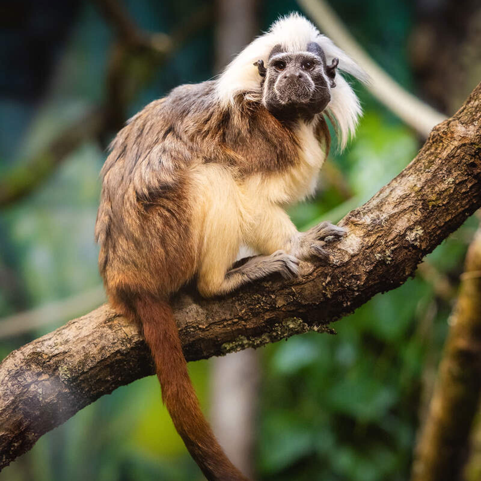 dbp_ff_tamarins_001.jpg