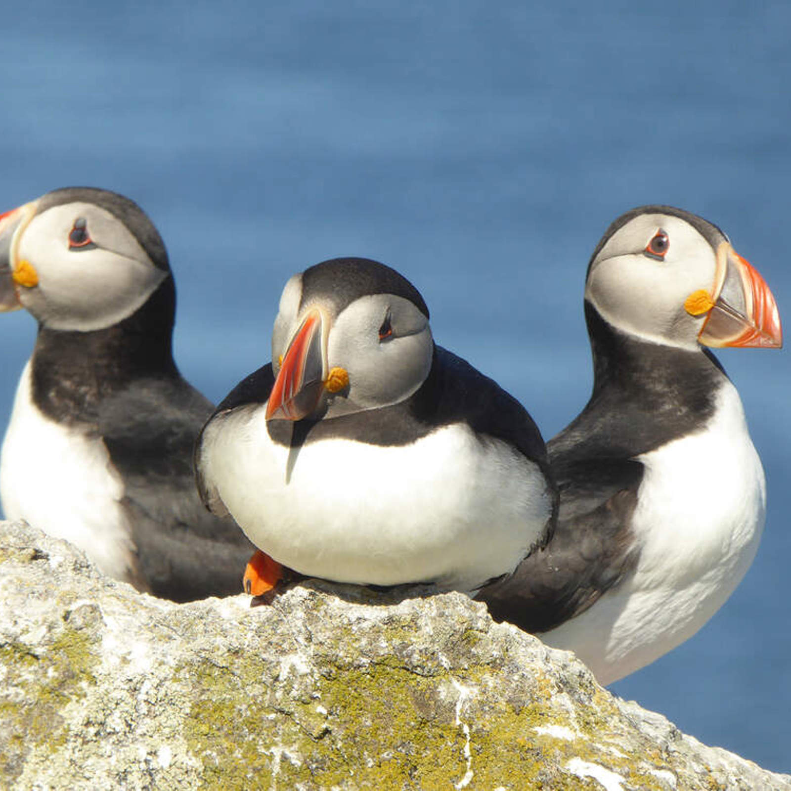 puffins-colin-wilkinson-rspb-images-com.jpg