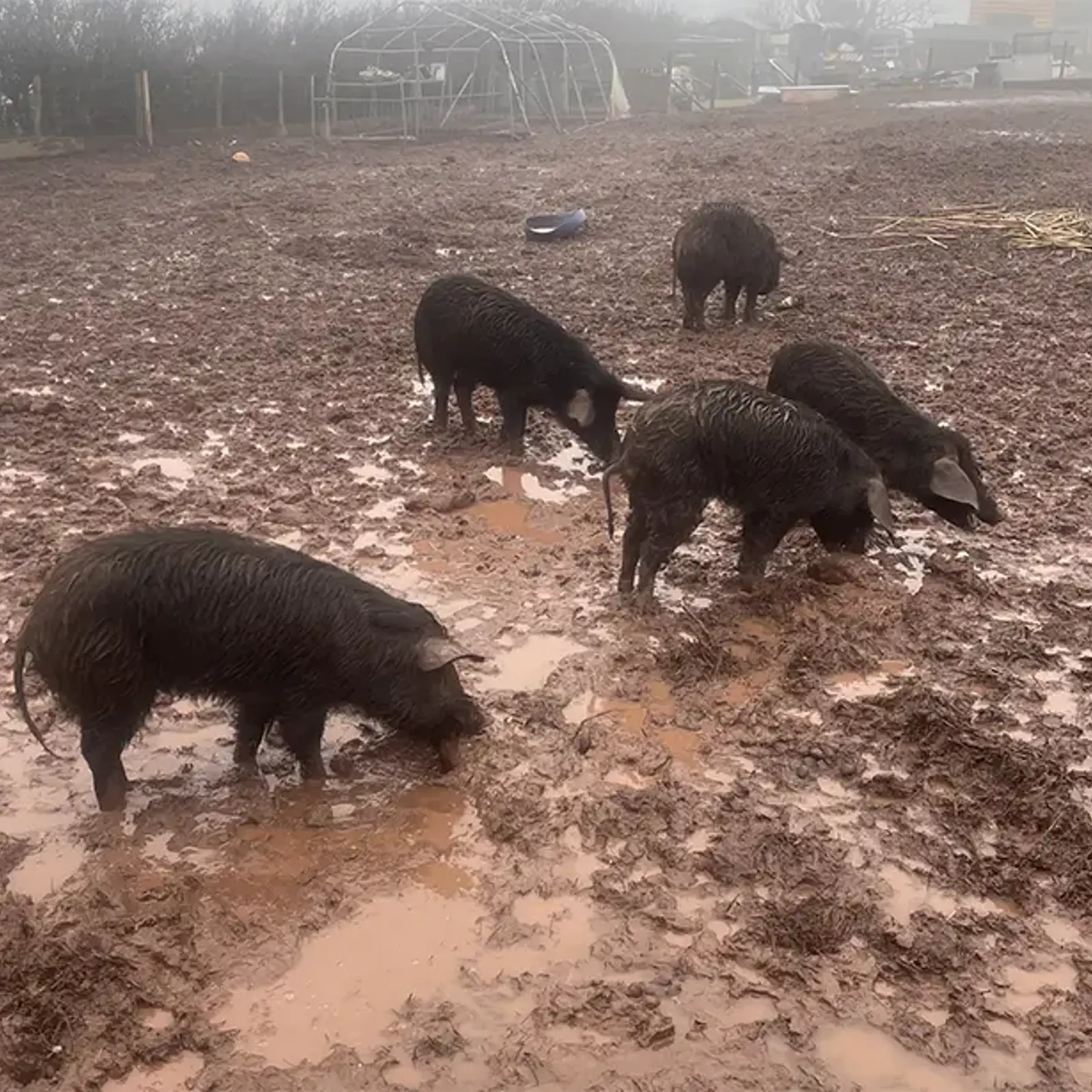 Pembrokeshire Father And Daughter Plead Guilty To Causing Unnecessary Suffering To Animals