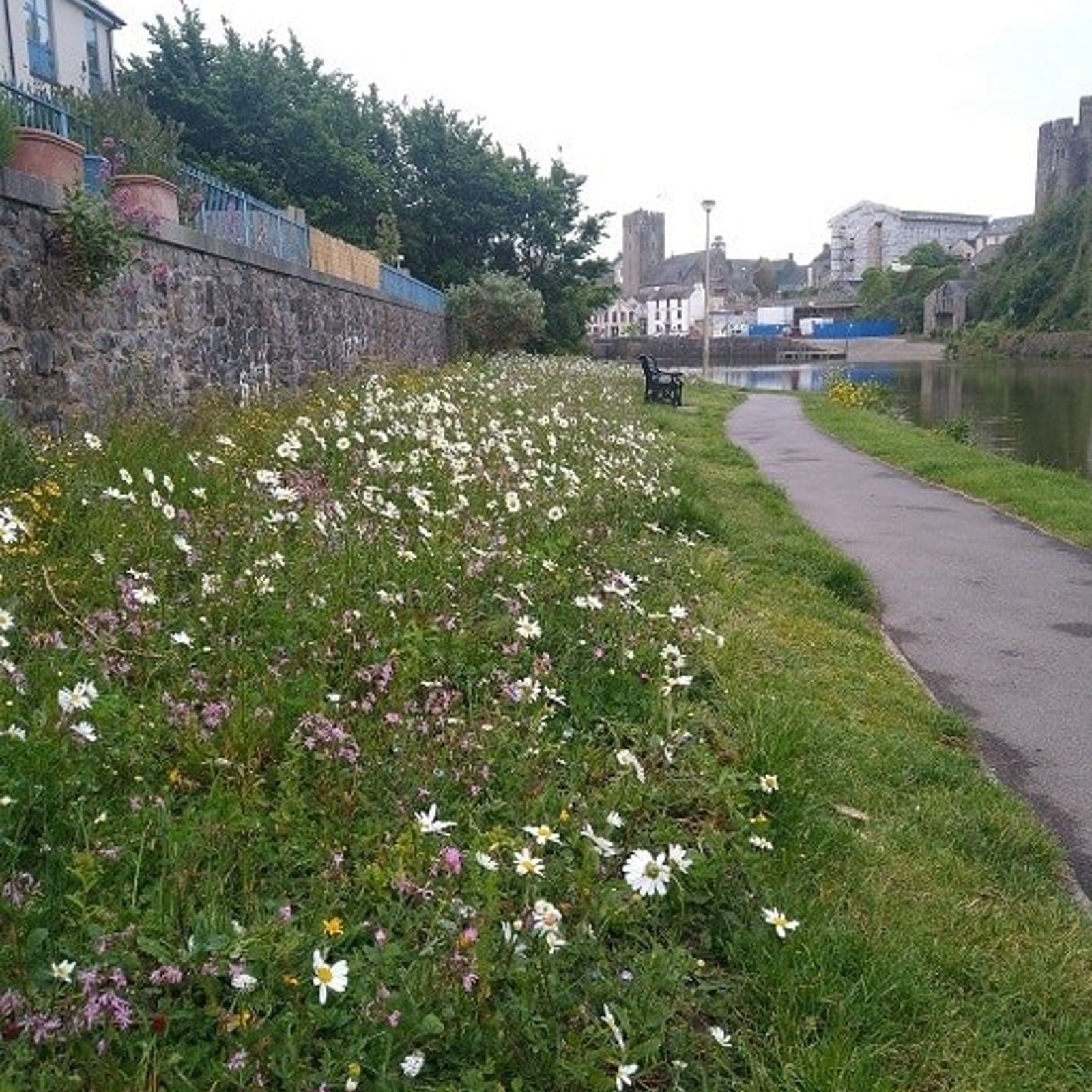 flower.jpg