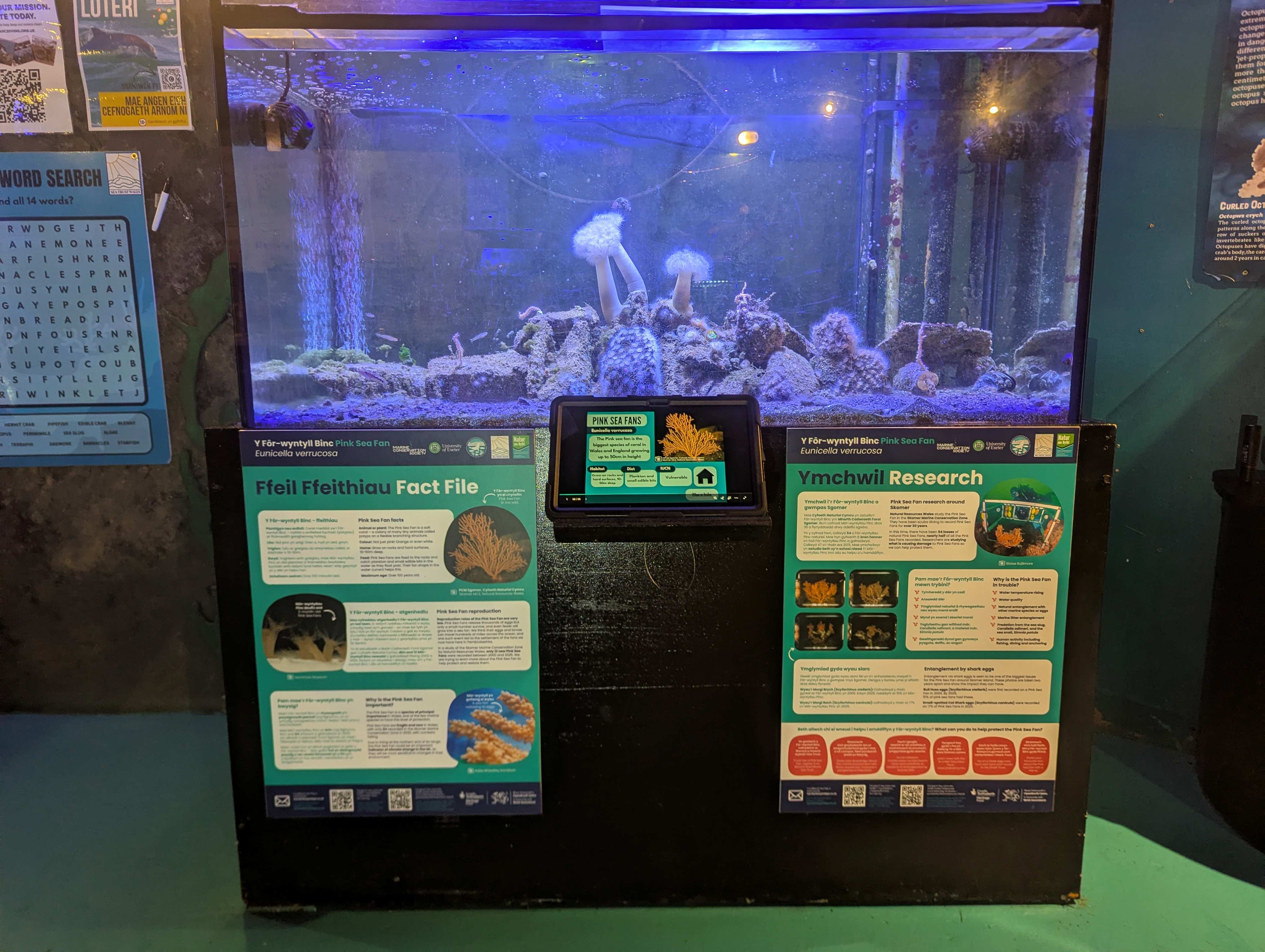 Pink Sea Fan Display For Natur Am Byth Seatrust (1)