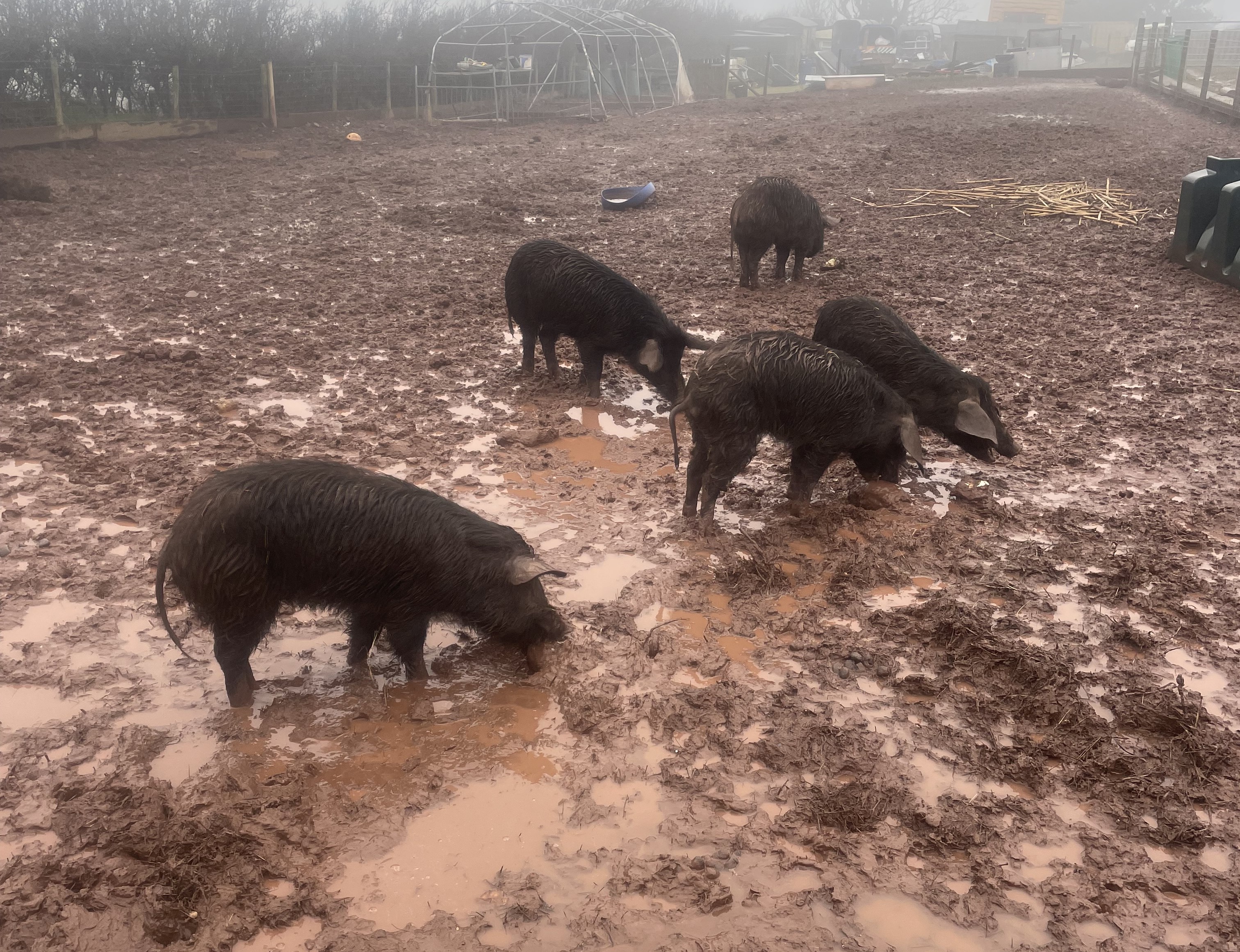 animal-suffering-4.jpg