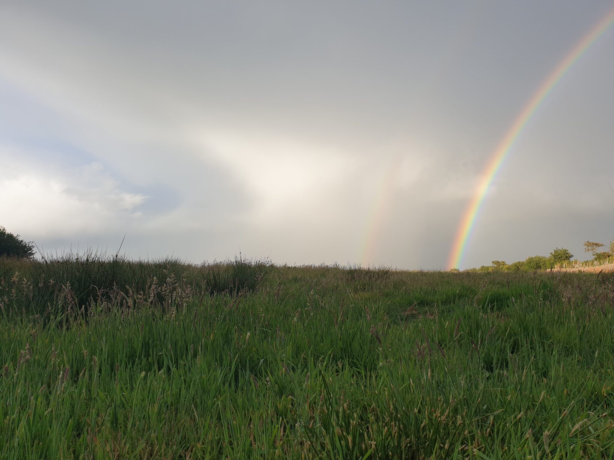 20200605leedam-natural-burials-pembrokeshire-natural-burial-ground-meadow-wildgrass-and-rainbow5107-2048x1536.jpg