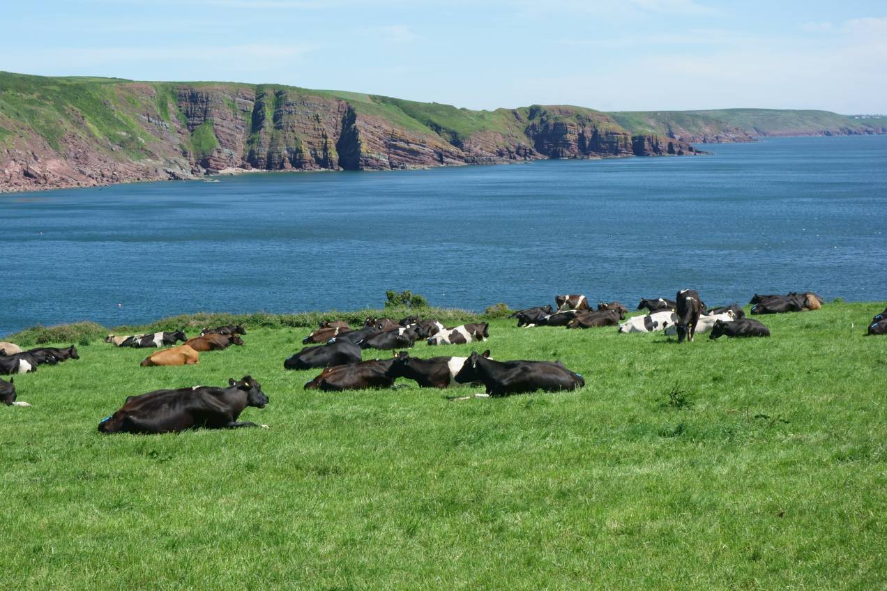 grazing.jpg