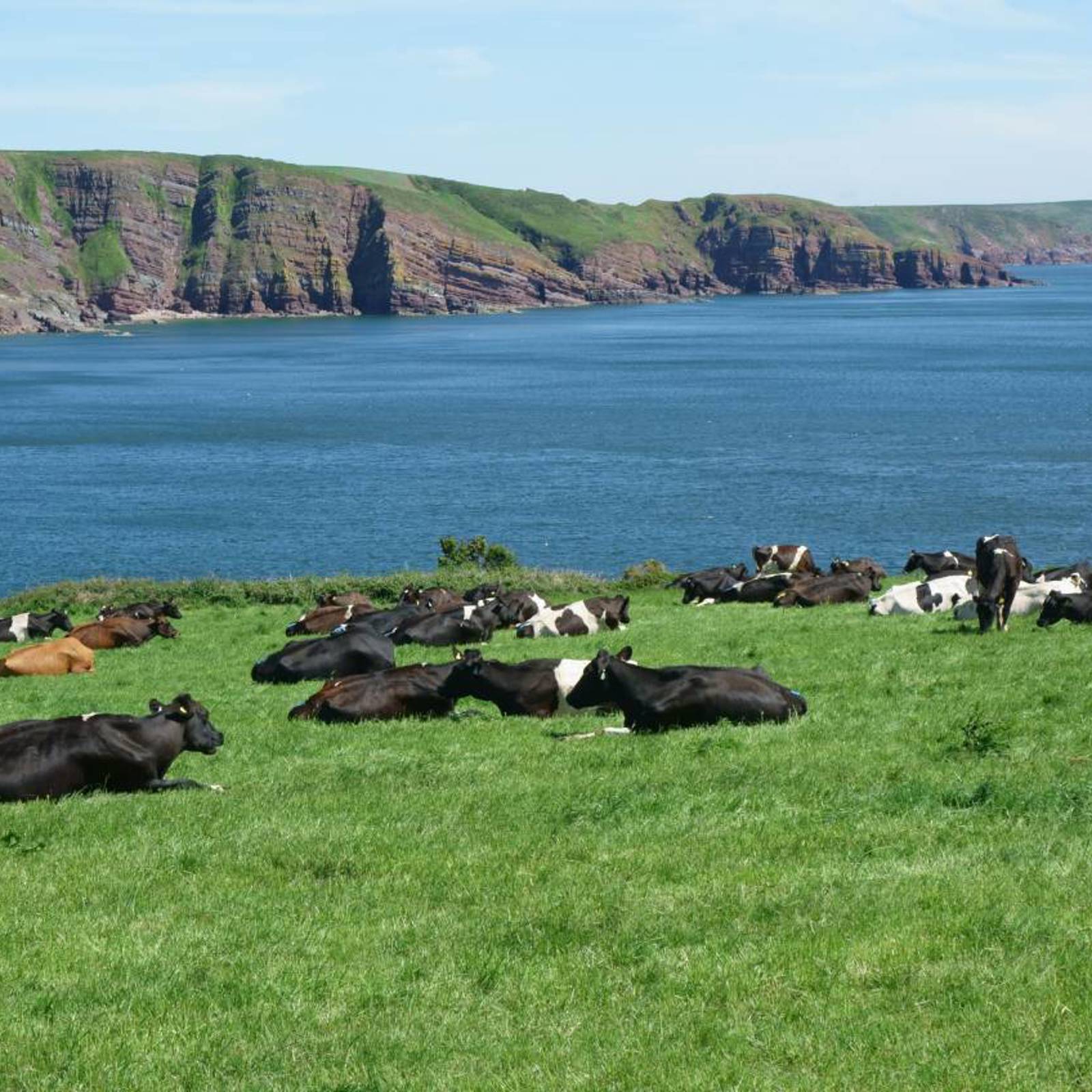 grazing.jpg