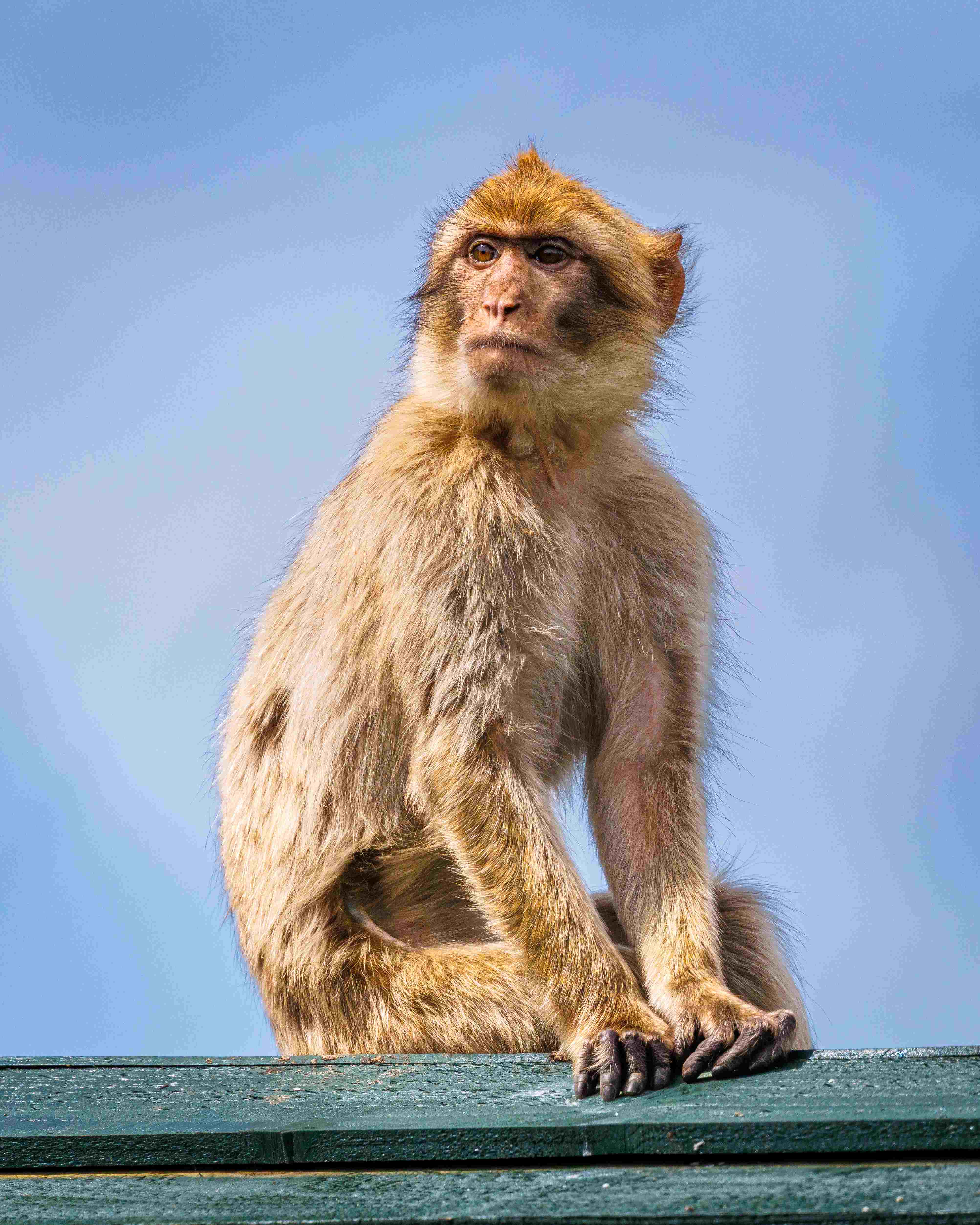DBP FF Macaques July26 004
