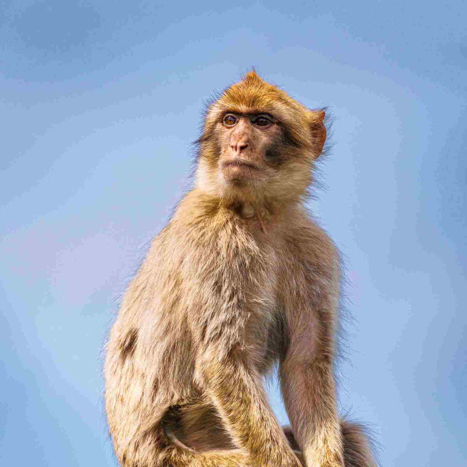 DBP FF Macaques July26 004