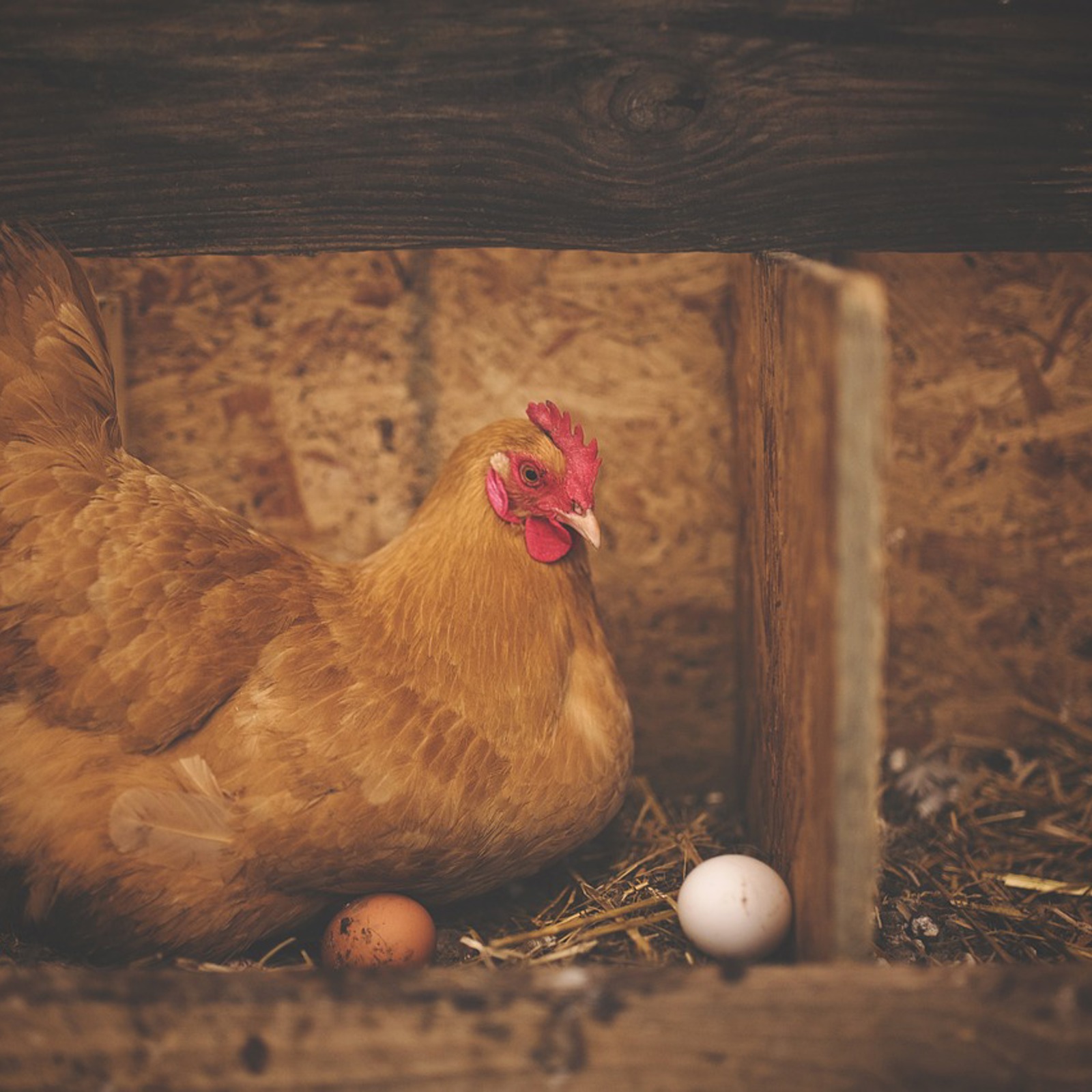 chicken.jpg