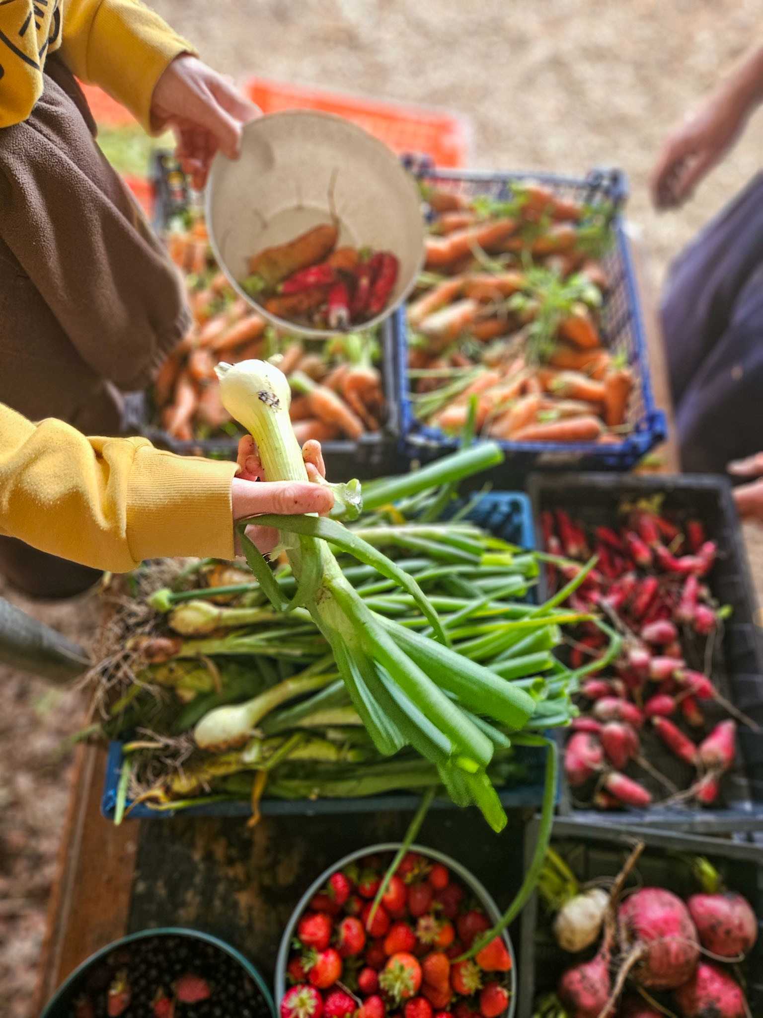 Cilrath Acre Harvest