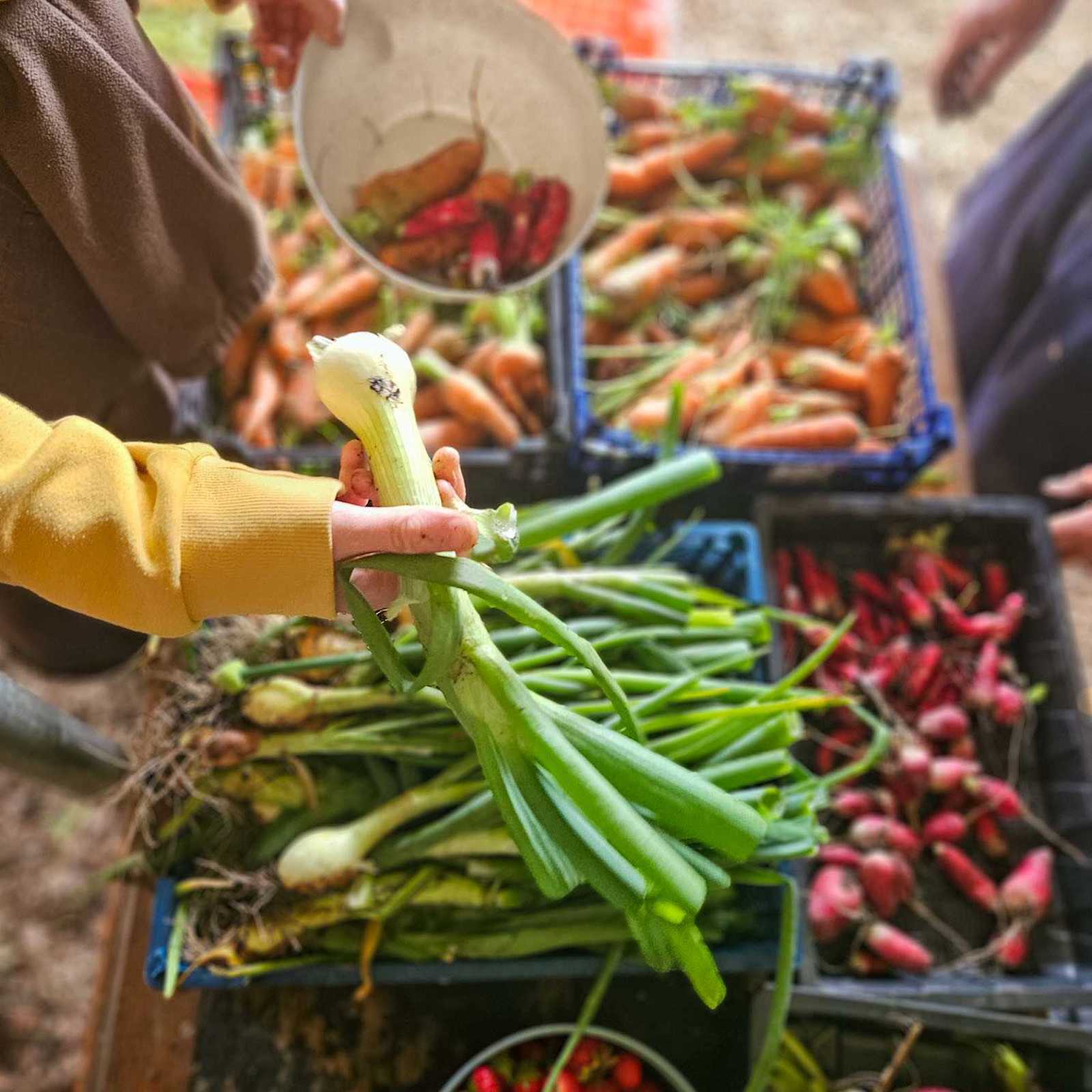 Cilrath Acre Harvest