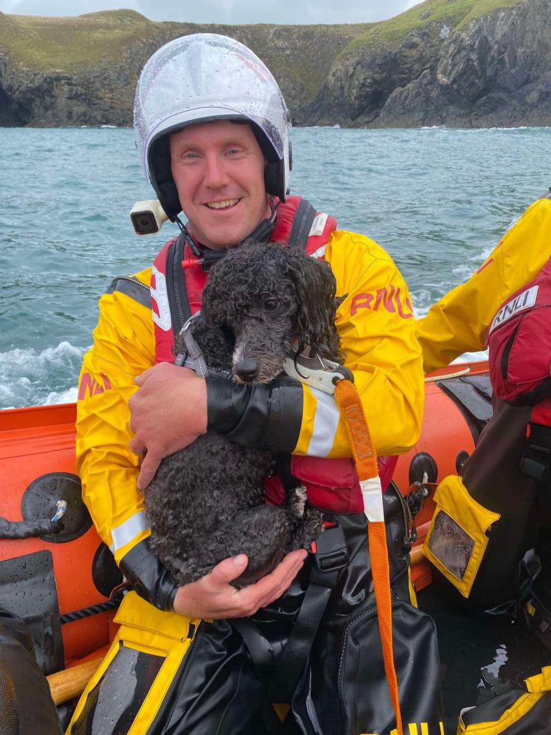 Dog survives cliff fall off Pembrokeshire coast