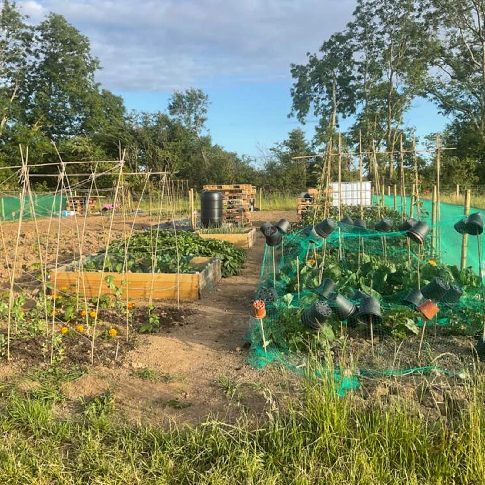 community-garden-june-22.jpg