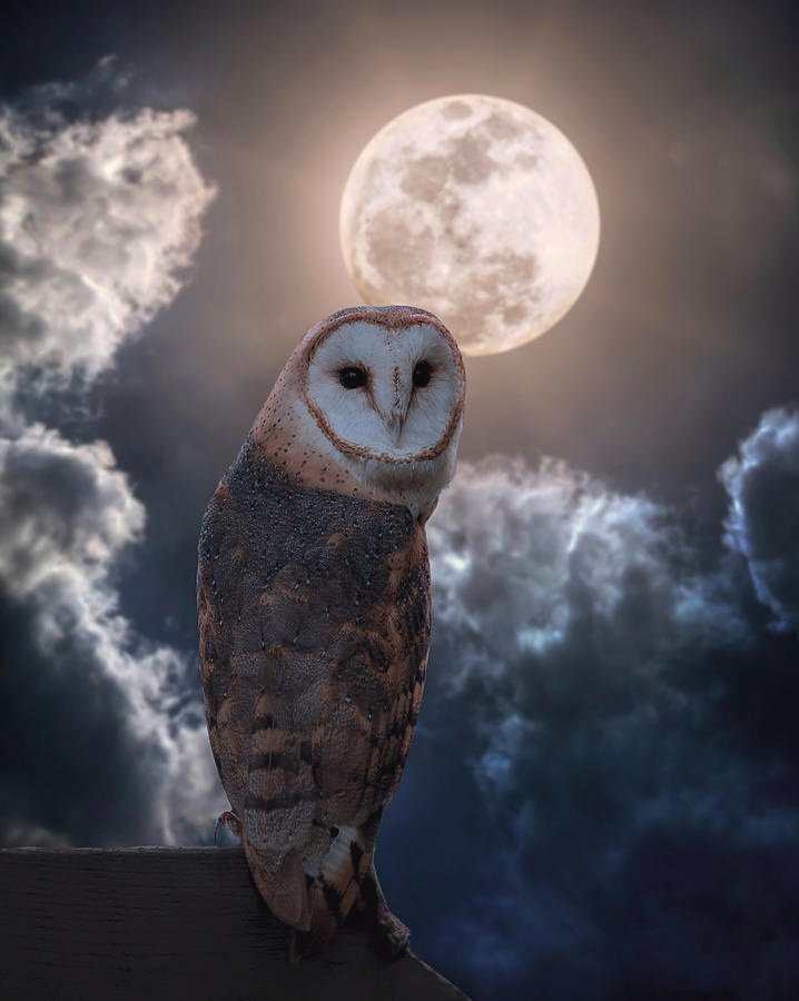 Creaturesofthenightworkshopbarn Owl