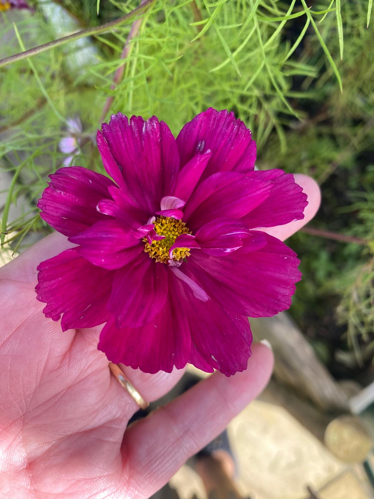 Cosmos 1