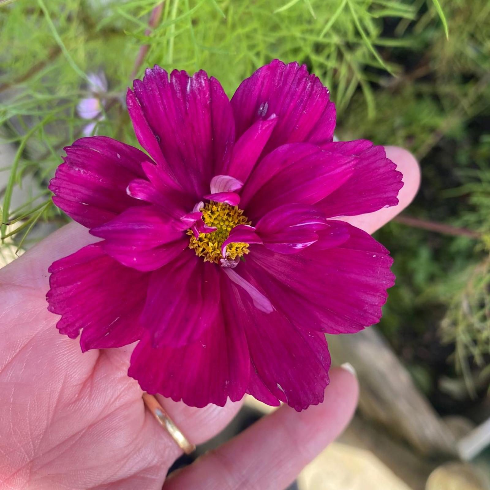Cosmos 1