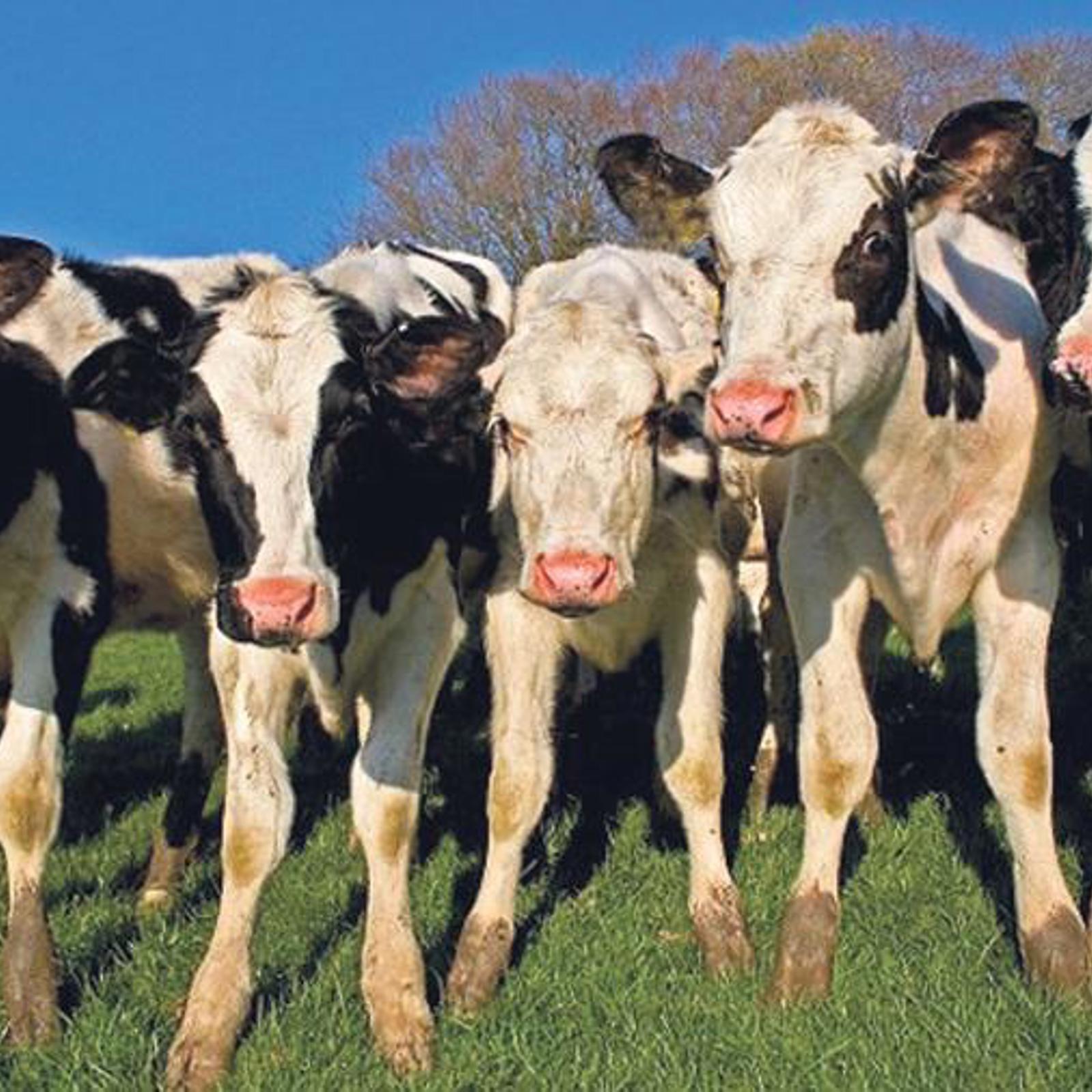 cow-1.jpg