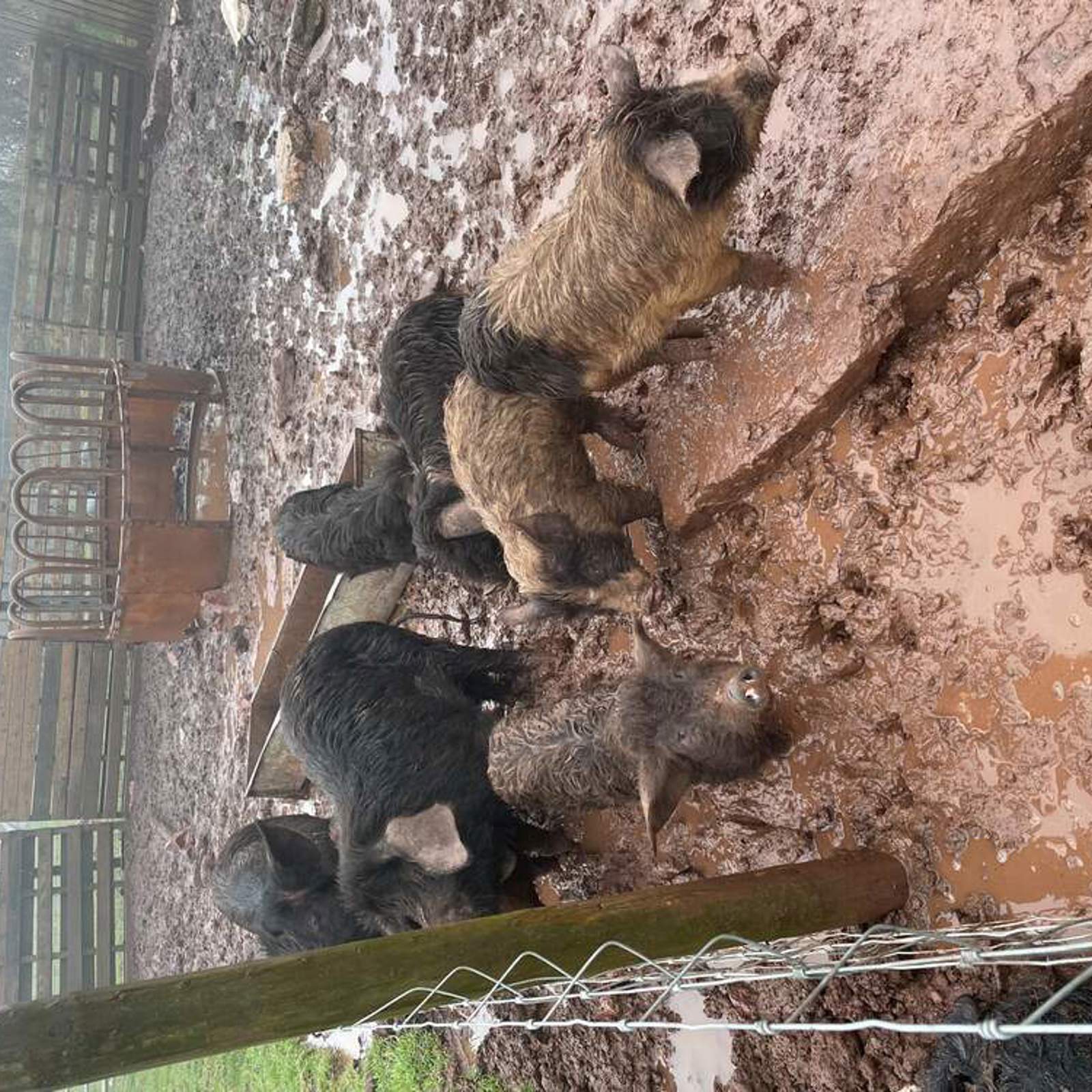 pigs1.jpg