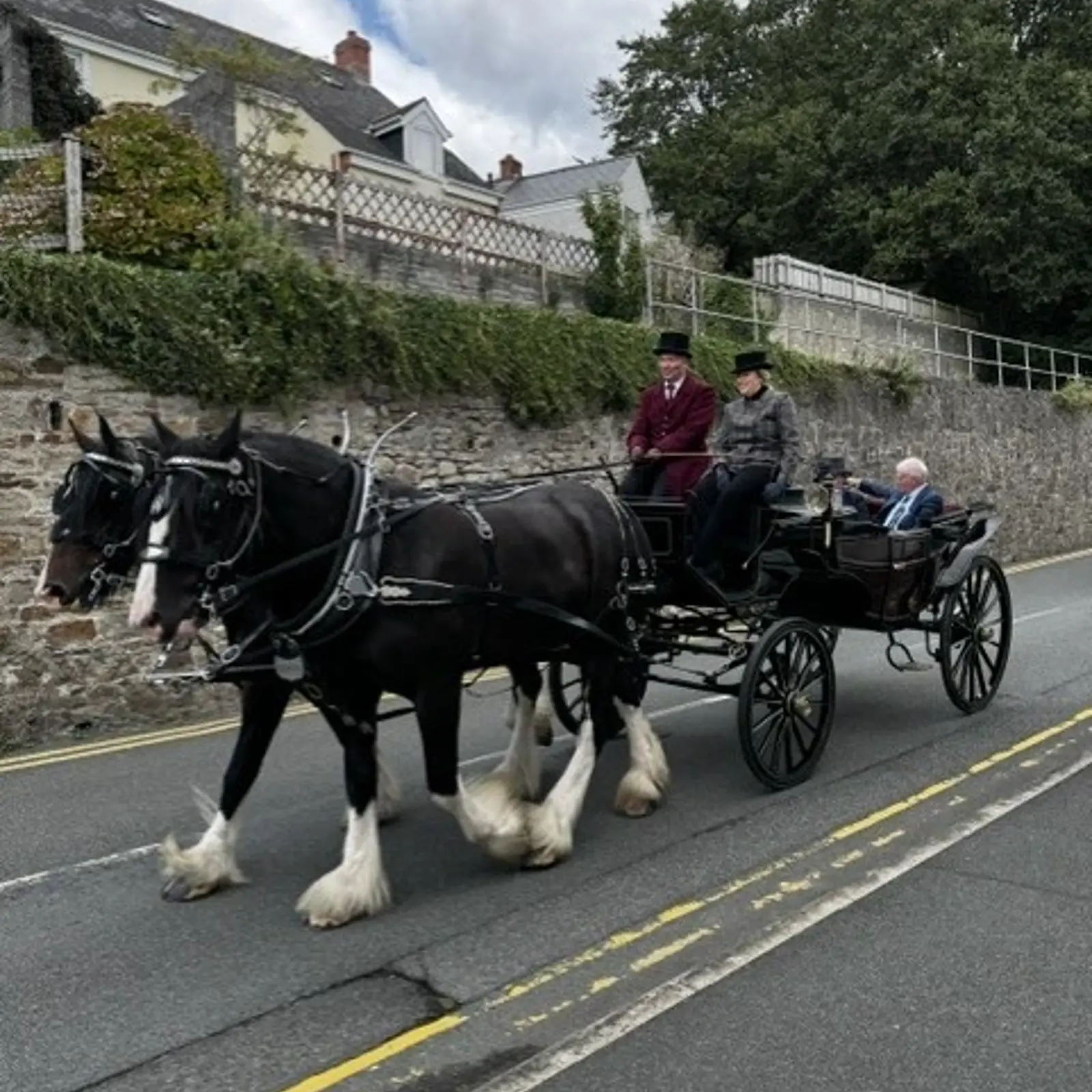 Shire Horses